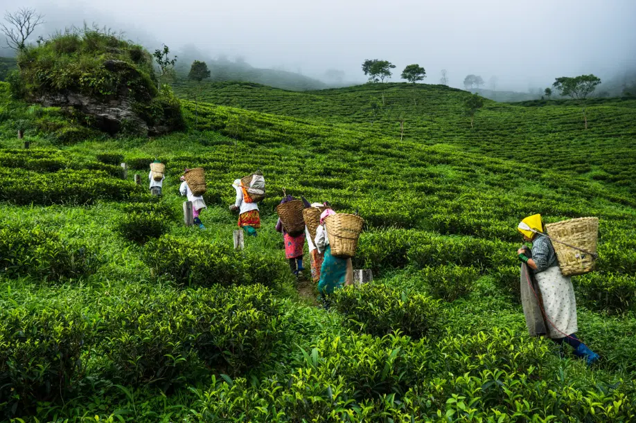 Dagapur Gulma Tea Estate