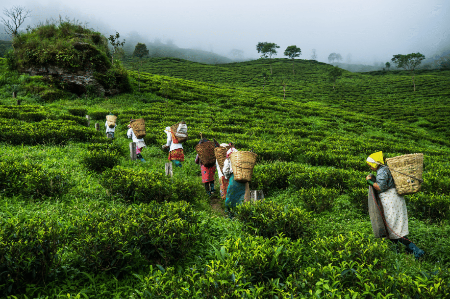 Dagapur Gulma Tea Estate, <em>Siliguri</em>