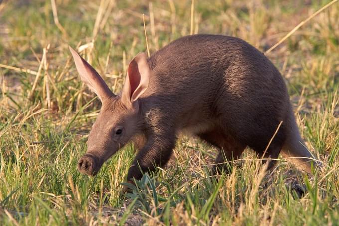 Aardvark