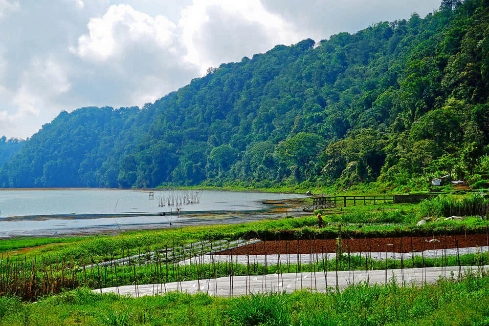 Kintamani Organic Farm, <em>Kintamani</em>