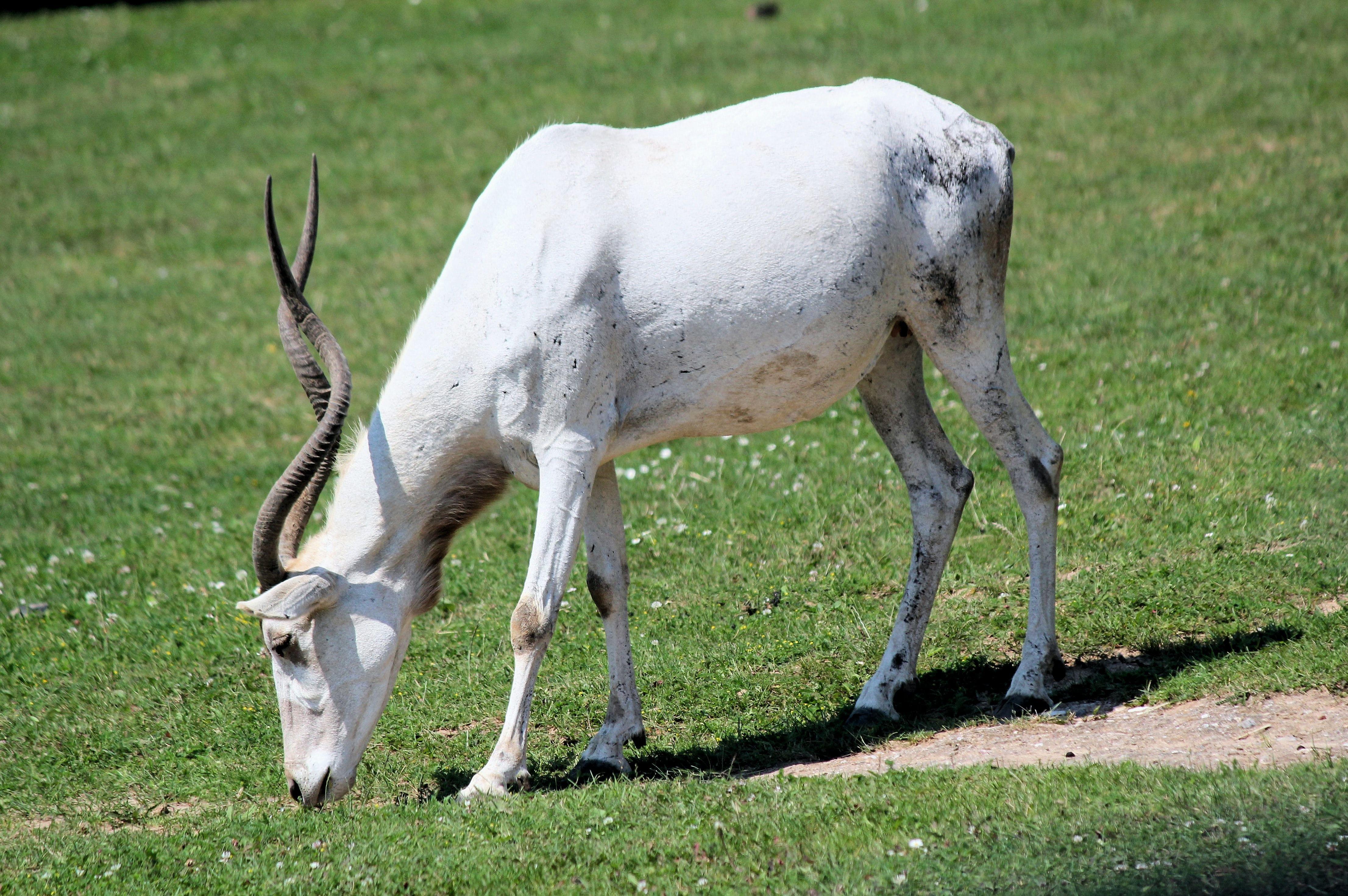 Addax Antelope in miami zoo