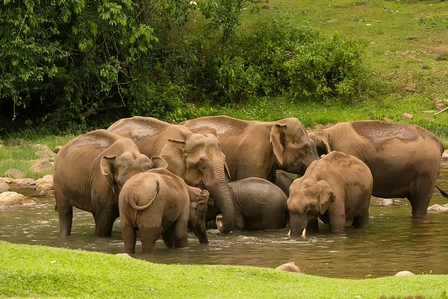 Elephant View Point Anakulam Overview