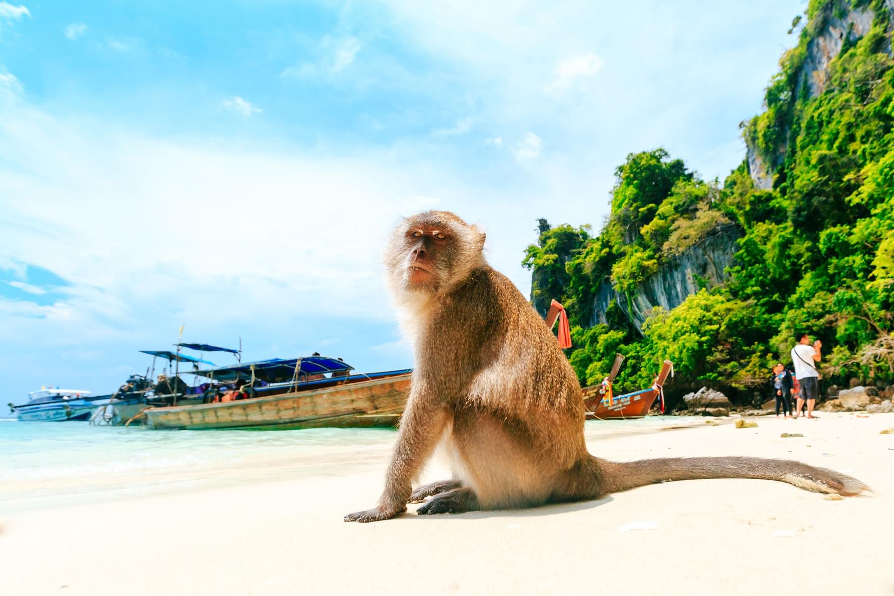  Monkey Beach