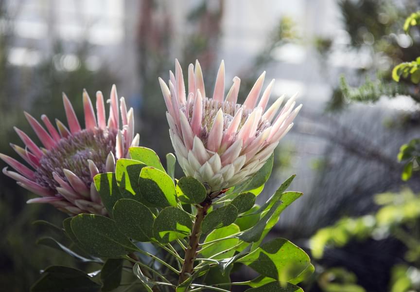 King Protea