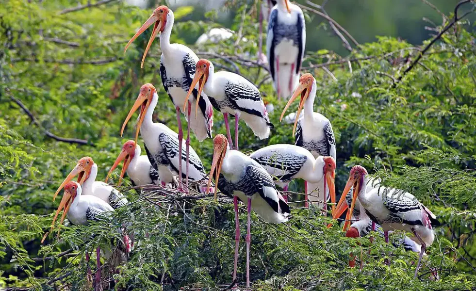 Periyar Nature Walk Image