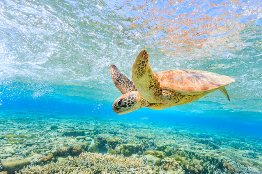 Oahu Snorkeling and Turtle Watching Image