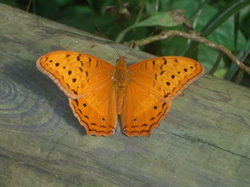 Australian Butterfly Sanctuary Tickets Image