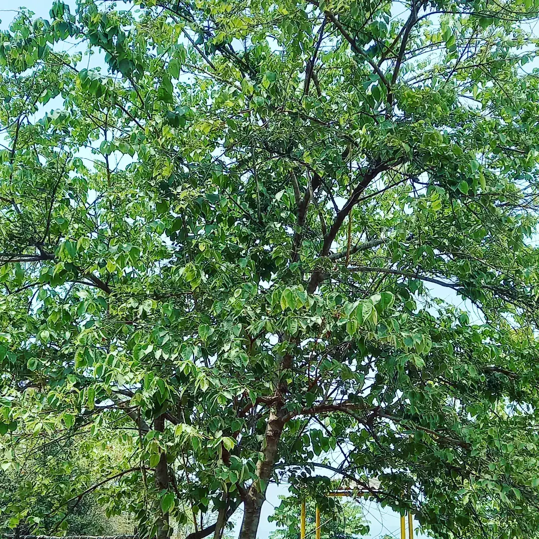 Photo from Swati Apte's trip