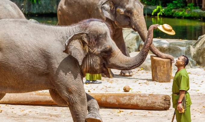 Elephant Show in Bali Zoo