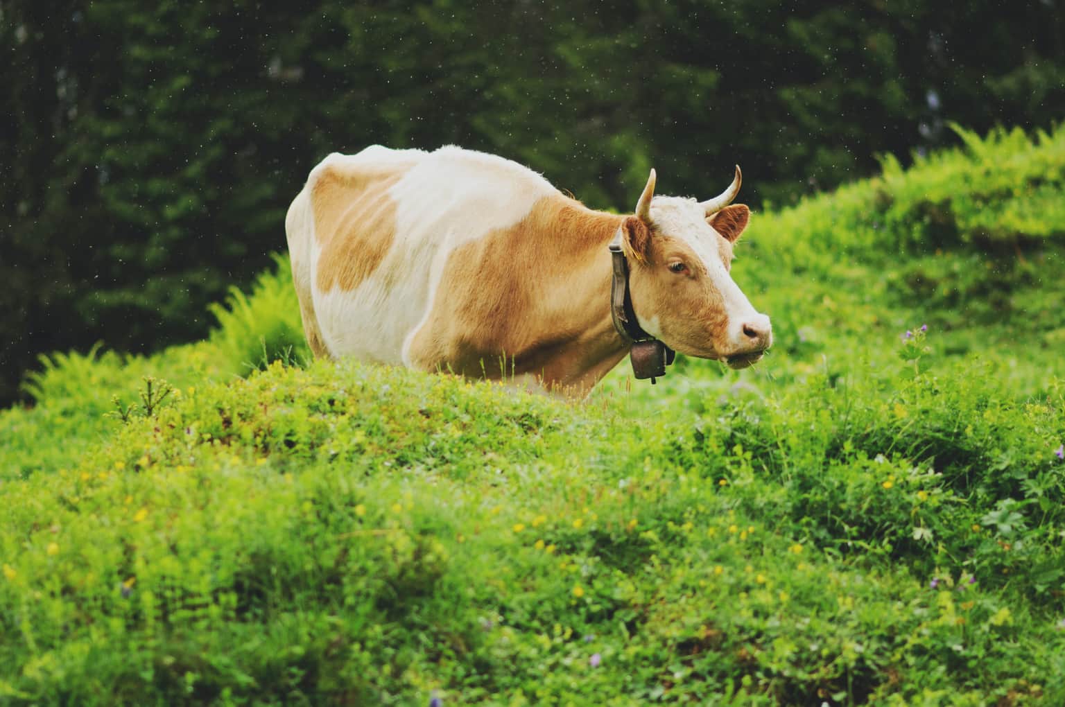 Dairy Farm Nature Park, <em>Singapore</em>