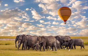 Elephants in Masai Mara