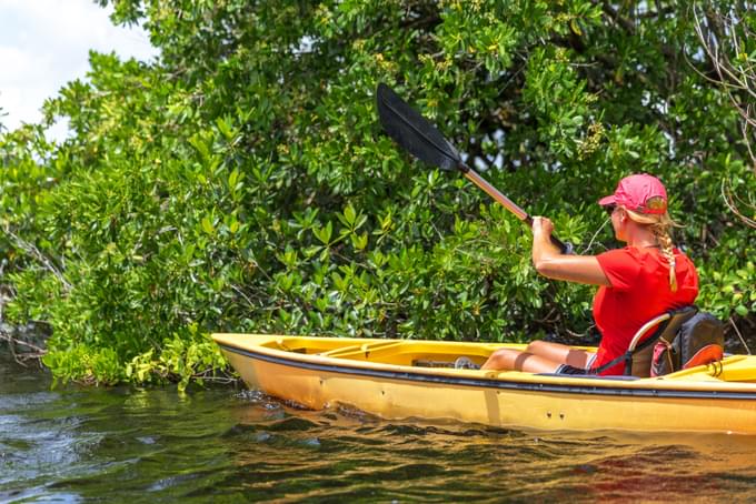 Single Mangrove Kayaking