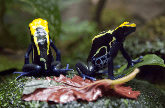 Blue Poison Arrow Frog