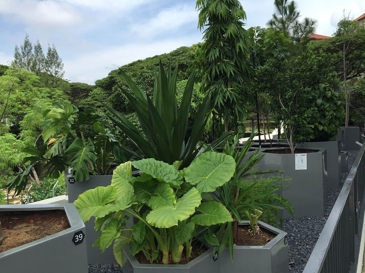 Phylogenetic Garden