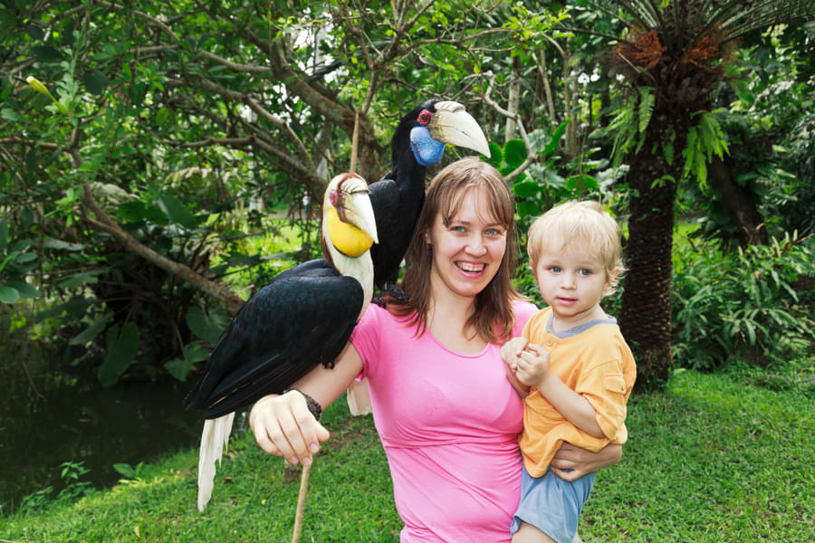 Click pictures with exotic Indonesian birds