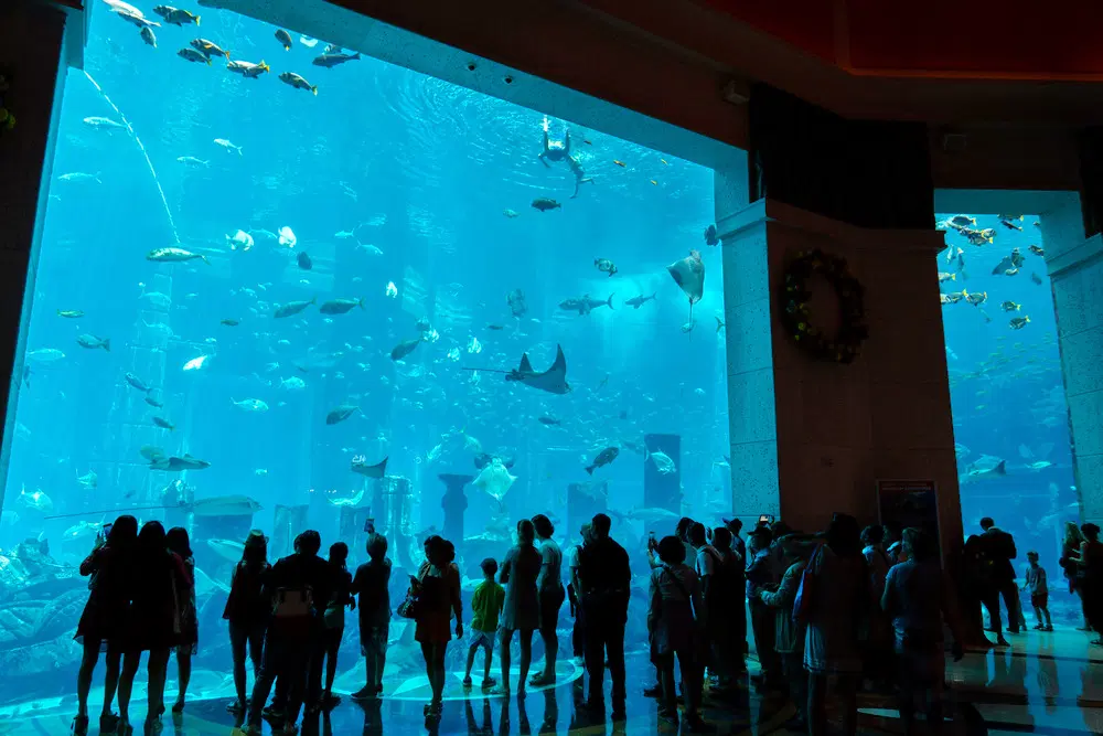 The Lost Chamber Aquarium