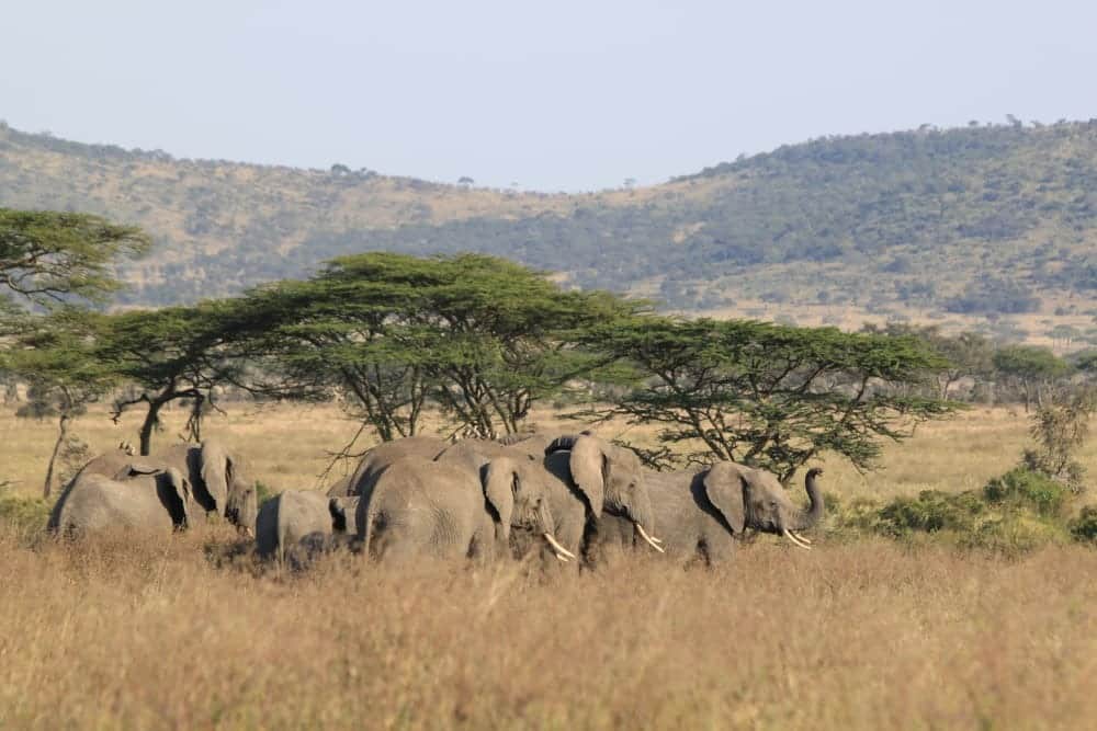 Seronera River Valley, <em>Tanzania</em>