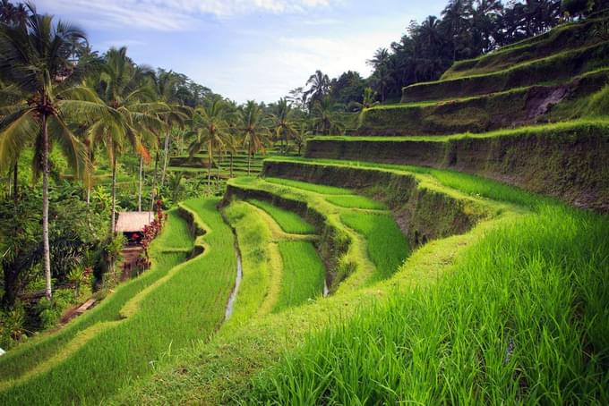 Terrace Rice Fields in Tegallalang