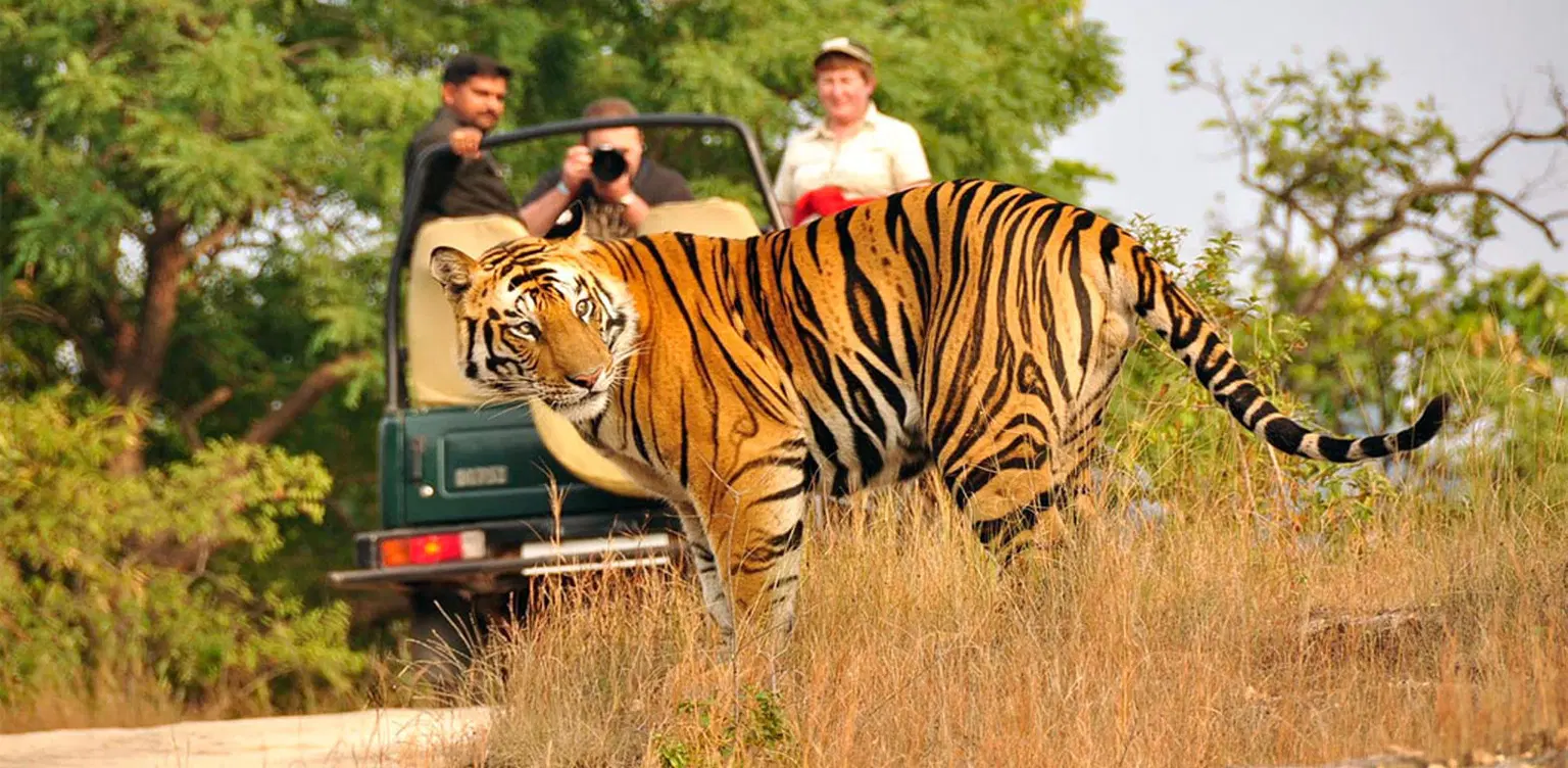 Best Wildlife Tours in Corbett