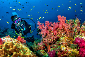 Enjoy Scuba Diving and explore the marine life