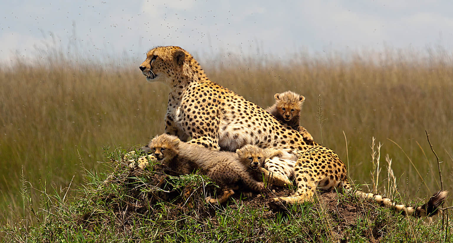 Saiwa Swamp National Park