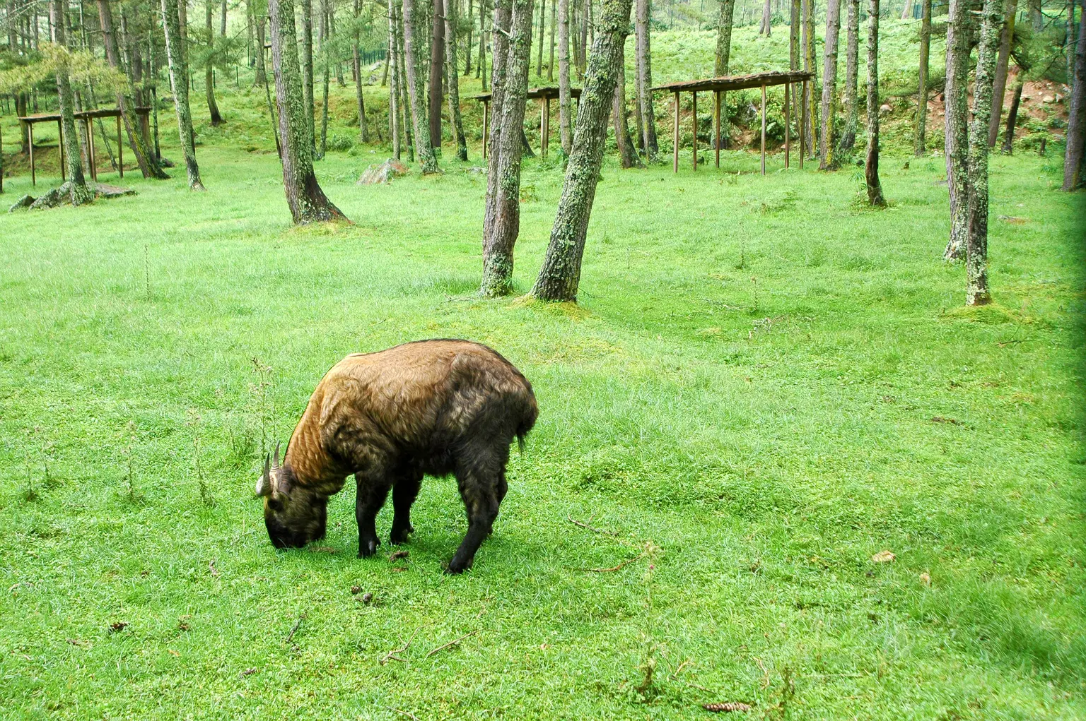 Jigme Dorji National Park