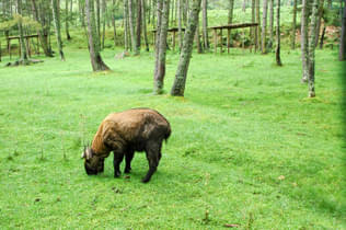 4cgrfee7mwxskurk9xy1496k400x a takin the national animal of bhutan
