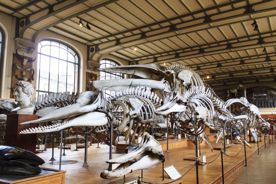 National Museum of Natural History paris