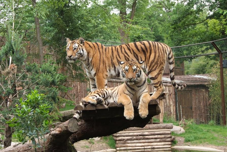 Have a look at the ferocious animals like tigers in their near-natural habitat