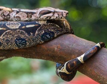 Snake in Sao Paulo Zoo