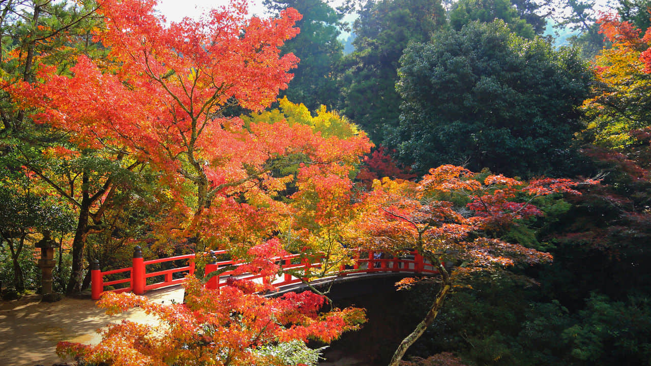 Visit the Momijidani Park