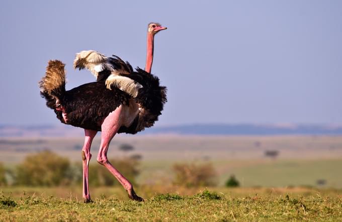 ostrich in Houston Zoo