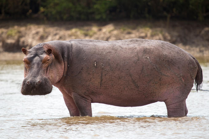 Hippos