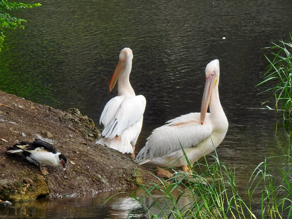 Pradhyuman Zoological Park