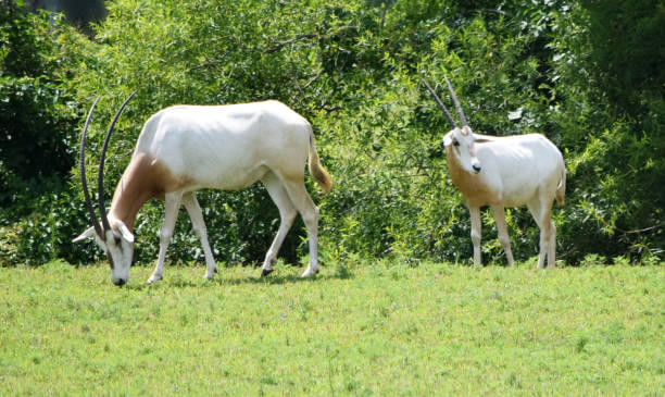 Scimitar- Horned Oryx