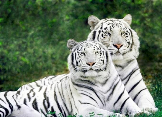 White Tiger