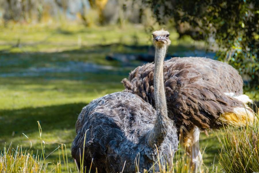 Central Florida Zoo and Botanical Gardens Ticket