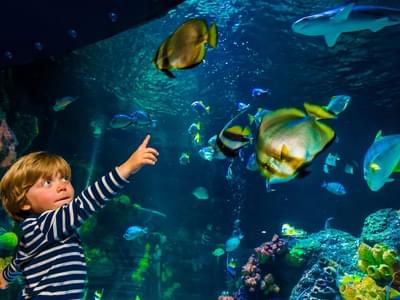 Visit United States' one of the biggest aquariums and learn about marine life