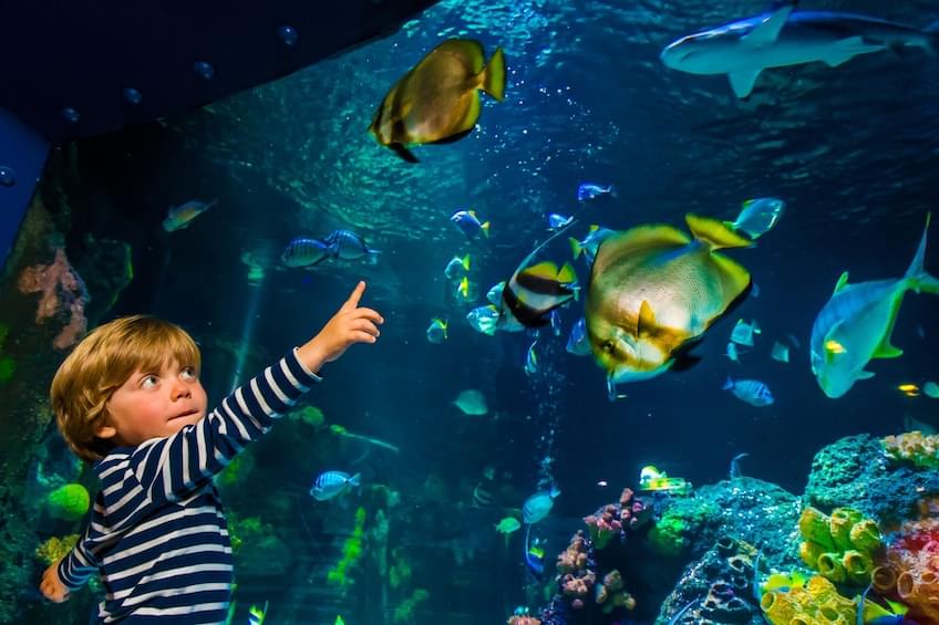 Visit United States' one of the biggest aquariums and learn about marine life