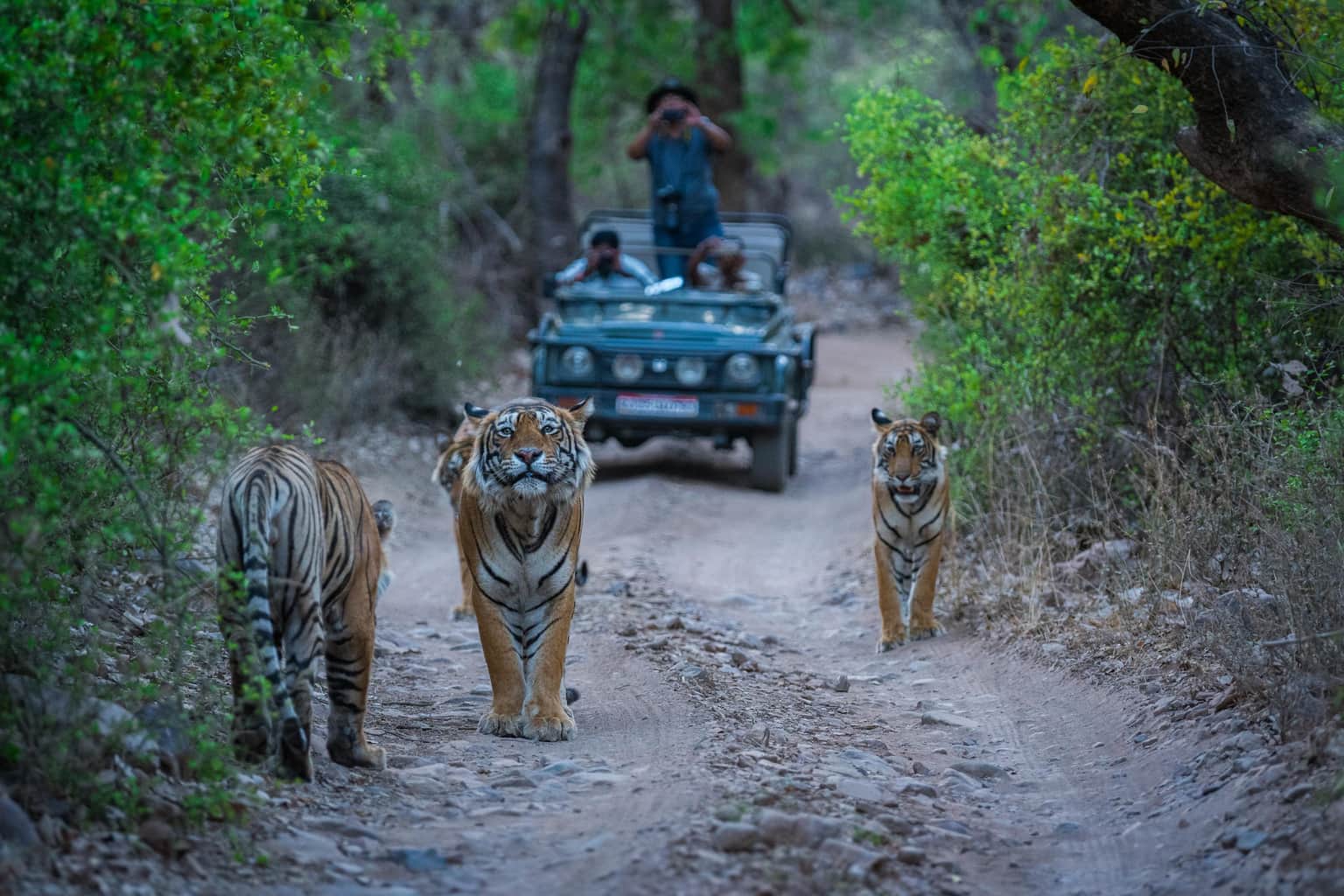 Ranthambore National Park
