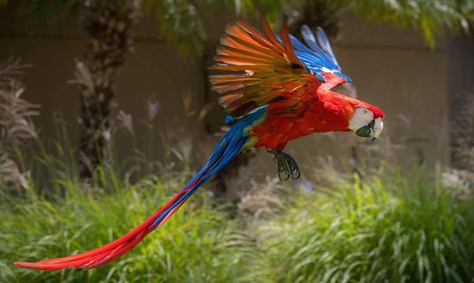 Parrot in Los Angeles Zoo