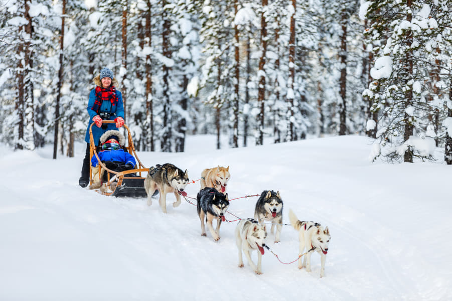 Husky Reindeer Farm and Santa Claus Village Experience Image