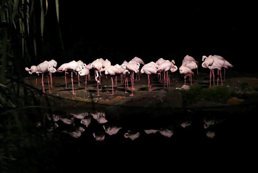 Birds in the Zoom Torino Zoo at night