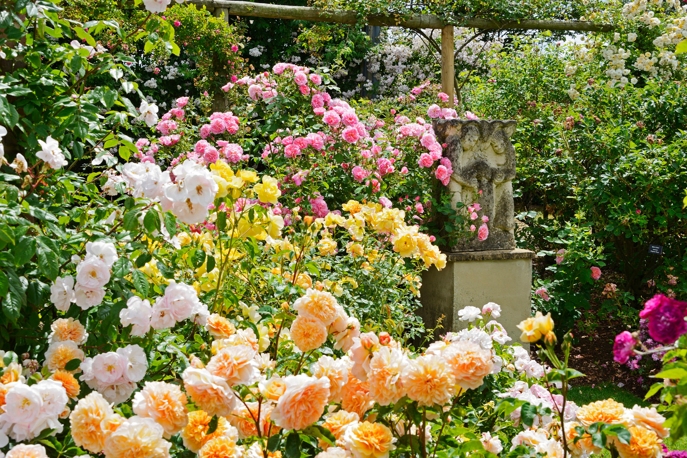 David Austin Roses Overview