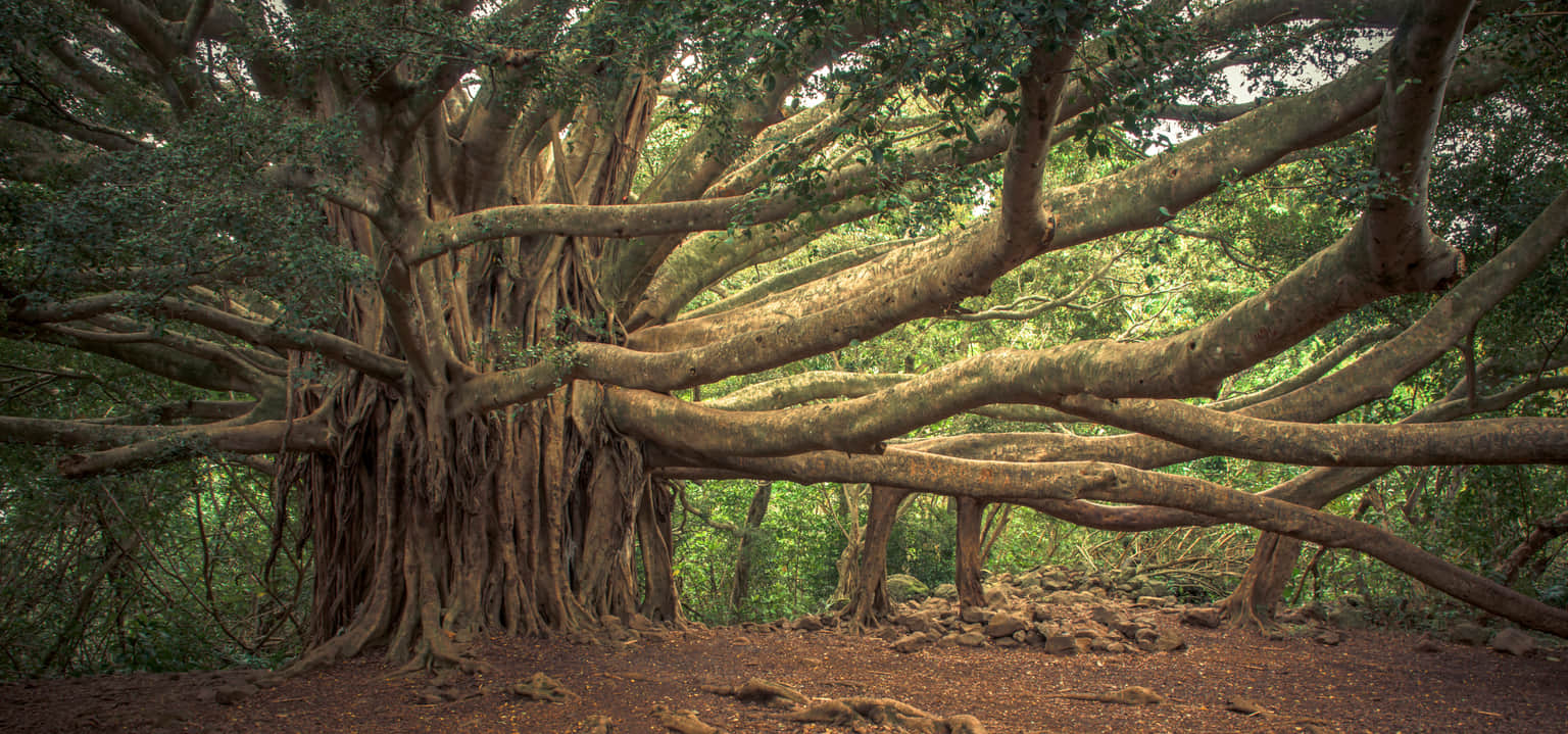 Pipiwai Trail