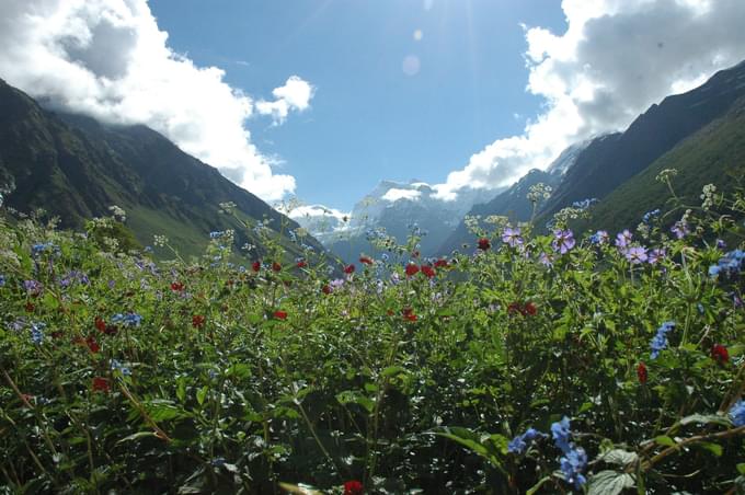 valley of flowers trek