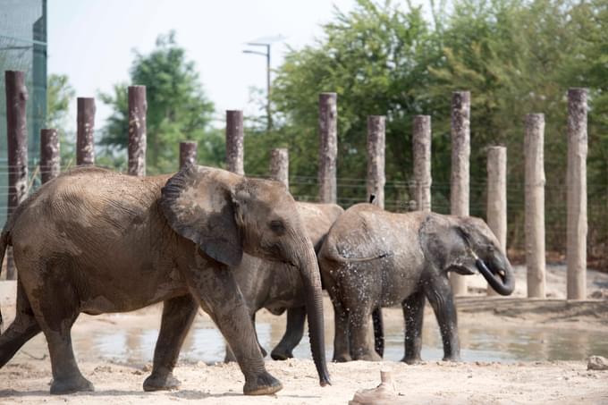 Elephants in Dubai Safari Park