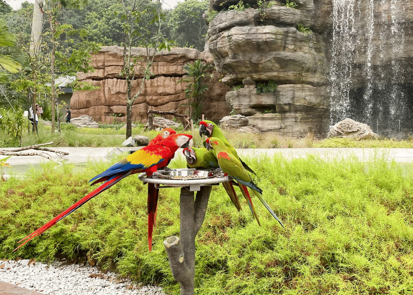 Bird Paradise, <em>Singapore</em>