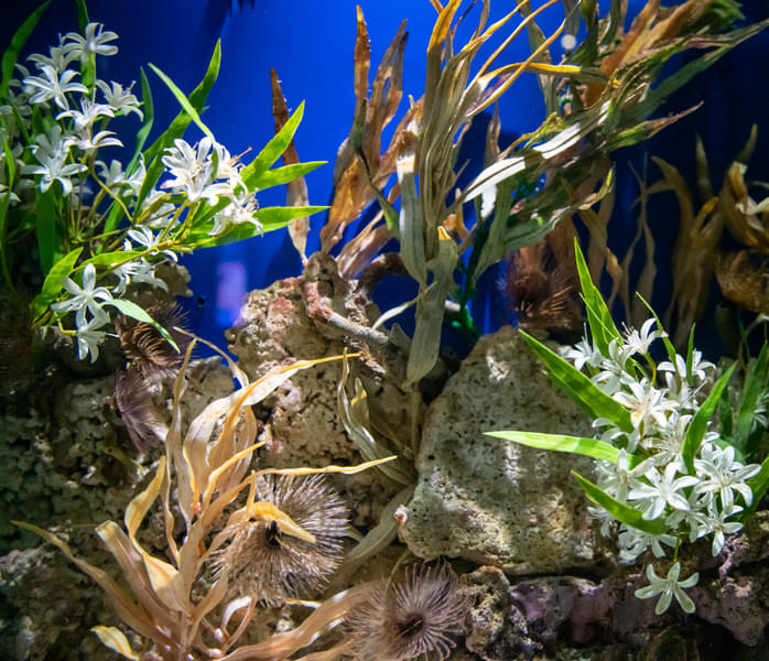 Get fascinated by the amazing coral reefs in the Lotte World Aquarium 