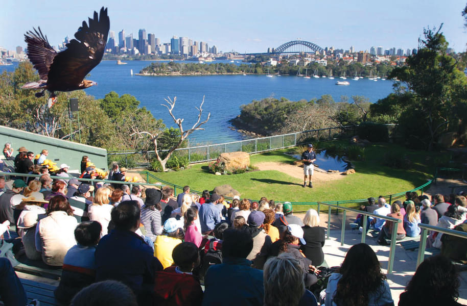 Enjoy the famous bird show in the zoo
